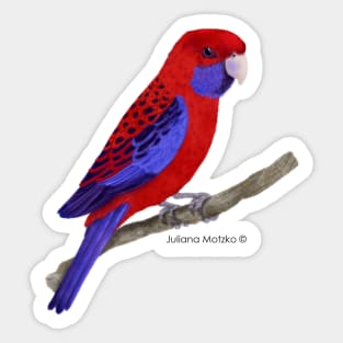 Crimson Rosella Bird Realistic Illustration Sticker